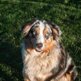 Whiskey - Australian Shepherd