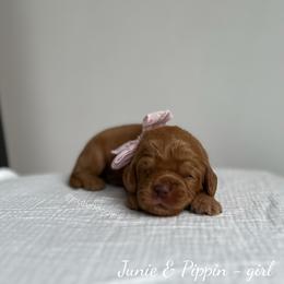 Reef - Caramel female Australian Labradoodle puppy in Belding, Michigan from Rutu Australian Labradoodles