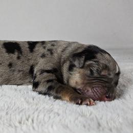Rifle NALC - Blue merle male Catahoula Leopard Dog puppy in Doerun, Georgia from Twig & Tail Puppies