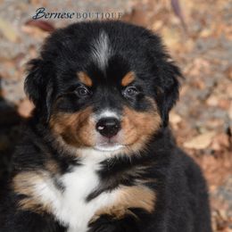Pink girl - Black rust and white female Bernese Mountain Dog puppy in Waukesha, Wisconsin from Bernese Boutique