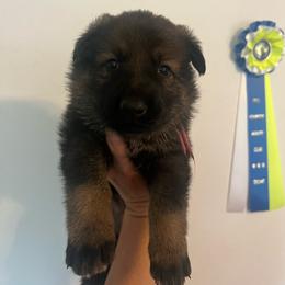 Margo - Sable female German Shepherd puppy in Boerne, Texas from Sudenblick German Shepherds
