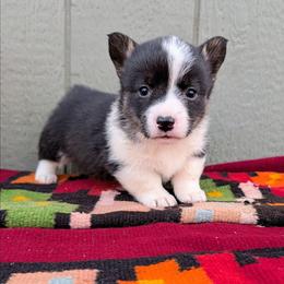 Betsy - Brindle and white female American Corgi puppy in Shawnee, Oklahoma from Sunray Ranch