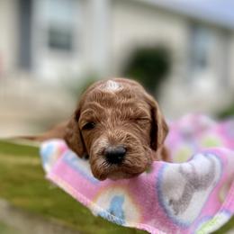 Labradoodles from PawfectBud