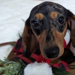 Lila - Dachshund