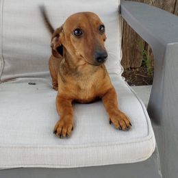 Dachshunds from Pharr's Finest Tha Realest Dachshunds