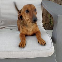Dachshunds from Pharr's Finest Tha Realest Dachshunds