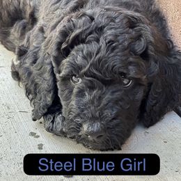 Steel Blue Girl - Black female Goldendoodle puppy in San Diego, California from Sensational Doodles