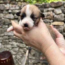 Medi - Red female Pembroke Welsh Corgi puppy in Birmingham, Alabama from Dalton Family Corgis