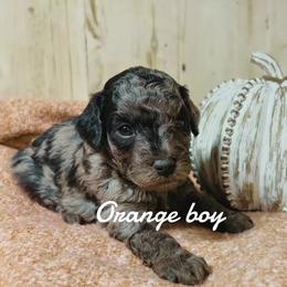 Bernedoodle Puppies from Bailey Doodles