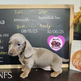 Luna - Fawn (isabella) and tan female Dachshund puppy in Hoquiam, Washington from Heyd's Mini Dachshunds