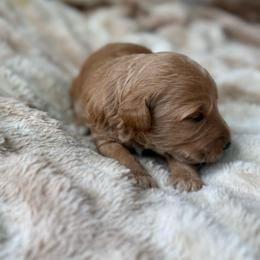 Muffin - Apricot female Goldendoodle puppy in Jacksonville, Florida from Dandelion Doodles