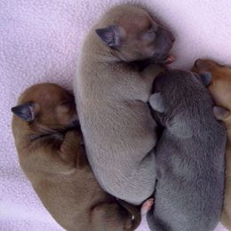 Azawakh and Italian Greyhound Puppies from Noblewinds