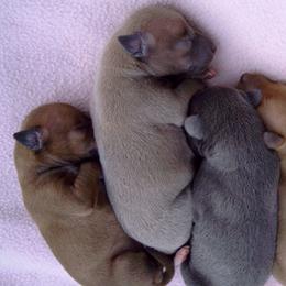 Azawakh and Italian Greyhound Puppies from Noblewinds