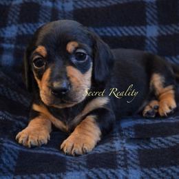 Bear - Black and tan male Dachshund puppy in Ft Dodge, Iowa from Secret Reality