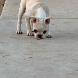 Cream boy shorter cork screw tail - Black and white male Boston Terrier puppy in Madera Acres, California from Muggin Bostons Terriers and Mini Dachshund