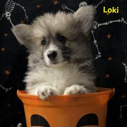 Loki - Sable male Pembroke Welsh Corgi puppy in Murchison, Texas from Cattal Corgis