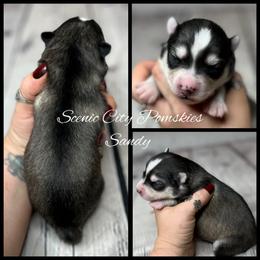 Sandy - Silver and white female Pomsky puppy in Rossville, Georgia from Scenic City Pomskies