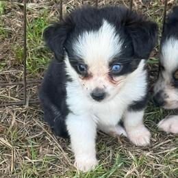 Tinkerbell - Black tri female Toy Australian Shepherd puppy in Ambrose, Georgia from Brandilyn's Aussies