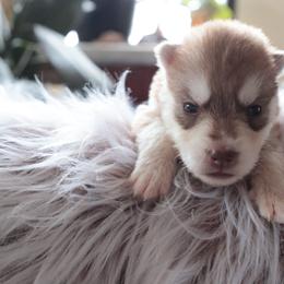 Biscuit - Red and white male Siberian Husky puppy in Bly, Oregon from Hill Top Huskies