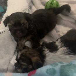 Brownie - Gold male Shihpoo puppy in Denver, Colorado from Angel babies