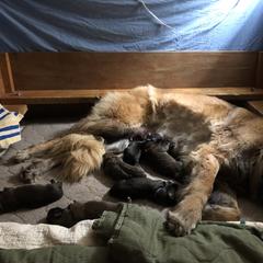 Leonberger Puppies from Tipping Point Leonbergers