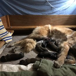 Leonberger Puppies from Tipping Point Leonbergers