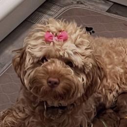 Claire - Goldendoodle