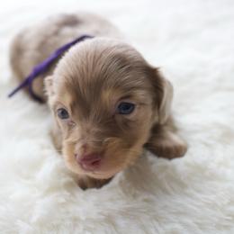 Poppy - Dapple female Dachshund puppy in Morrow, Ohio from Courtney’s Colorful Doxies