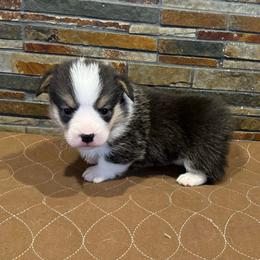 Boy 3 - Black and tan male Pembroke Welsh Corgi puppy in Visalia, California from VIP Stables