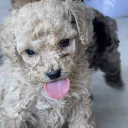 Goldendoodle and Poodle Puppies from King’s  Castle of Doodles