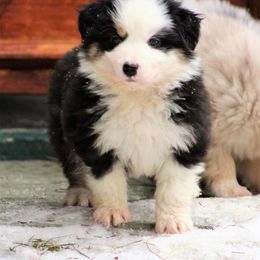Australian Shepherd and Miniature Australian Shepherd Puppies from Ross Ranch Mini and Standard Aussie's