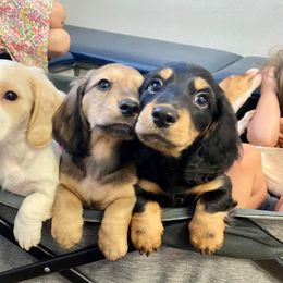 Dachshund Puppies from Hidden Oaks Dachshunds