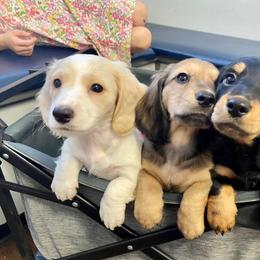 Dachshund Puppies from Hidden Oaks Dachshunds