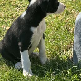 Boy 460 - Black and white male Border Collie puppy in Temecula, California from West Coast Border Collies