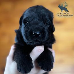 Gamora - Black female German Shepherd puppy in Garland, Maine from Vom Schön Traumhund