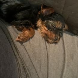 Yorkshire Terrier Puppies from Yorkies of Julington Creek
