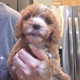 Banks - Red  male Goldendoodle puppy in Palestine, Texas from KK's Doodle Bunch