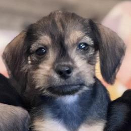Girl 2 - Brindle female Companion Cross puppy in Twin Falls, Idaho from Sheri Lauritsen