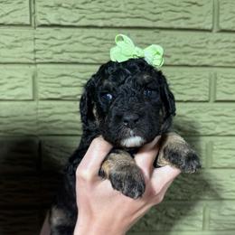 Cherry - Tri-color female Bernedoodle puppy in Carmichaels, Pennsylvania from JensenBelle Doodles