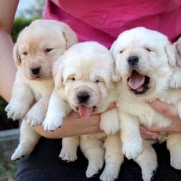 Labrador Retriever Puppies from Penny Lane Labradors