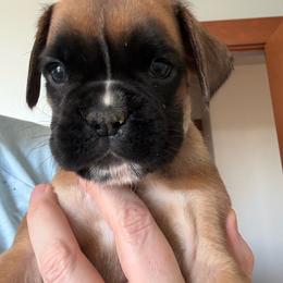 Gregory - Fawn male Boxer puppy in Medical Lake, Washington from Box and Bully Estates: Boxers and Old English Bulldogs