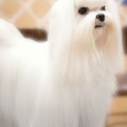 Maltese from Pashes Maltese