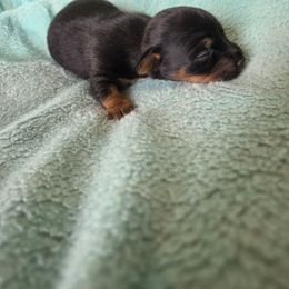 Ethan - Black and tan male American Hunt Terrier puppy in Cave City, Arkansas from Bayou Valley Shepherds and American Hunt Terriers