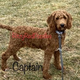 Captain - Poodle