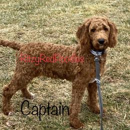 Captain - Poodle
