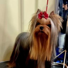 Tisha - Yorkshire Terrier