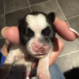 Girl 1 - Tricolor female Shih Tzu puppy in Hustontown, Pennsylvania from Everts Ranch ShihTzu’s