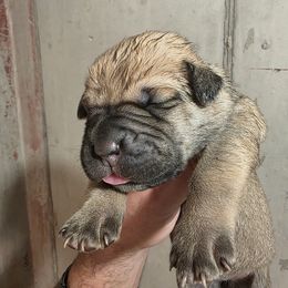 Girl 3 - Fawn female Cane Corso puppy in Vernal, Utah from Diamond Ridge Cane Corsos