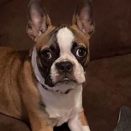 Boston Terriers from Wildcat’s Boston Terrier