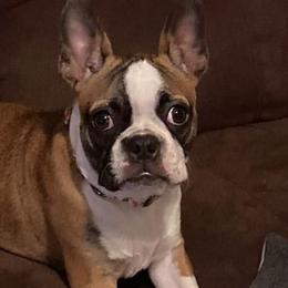 Boston Terriers from Wildcat’s Boston Terrier